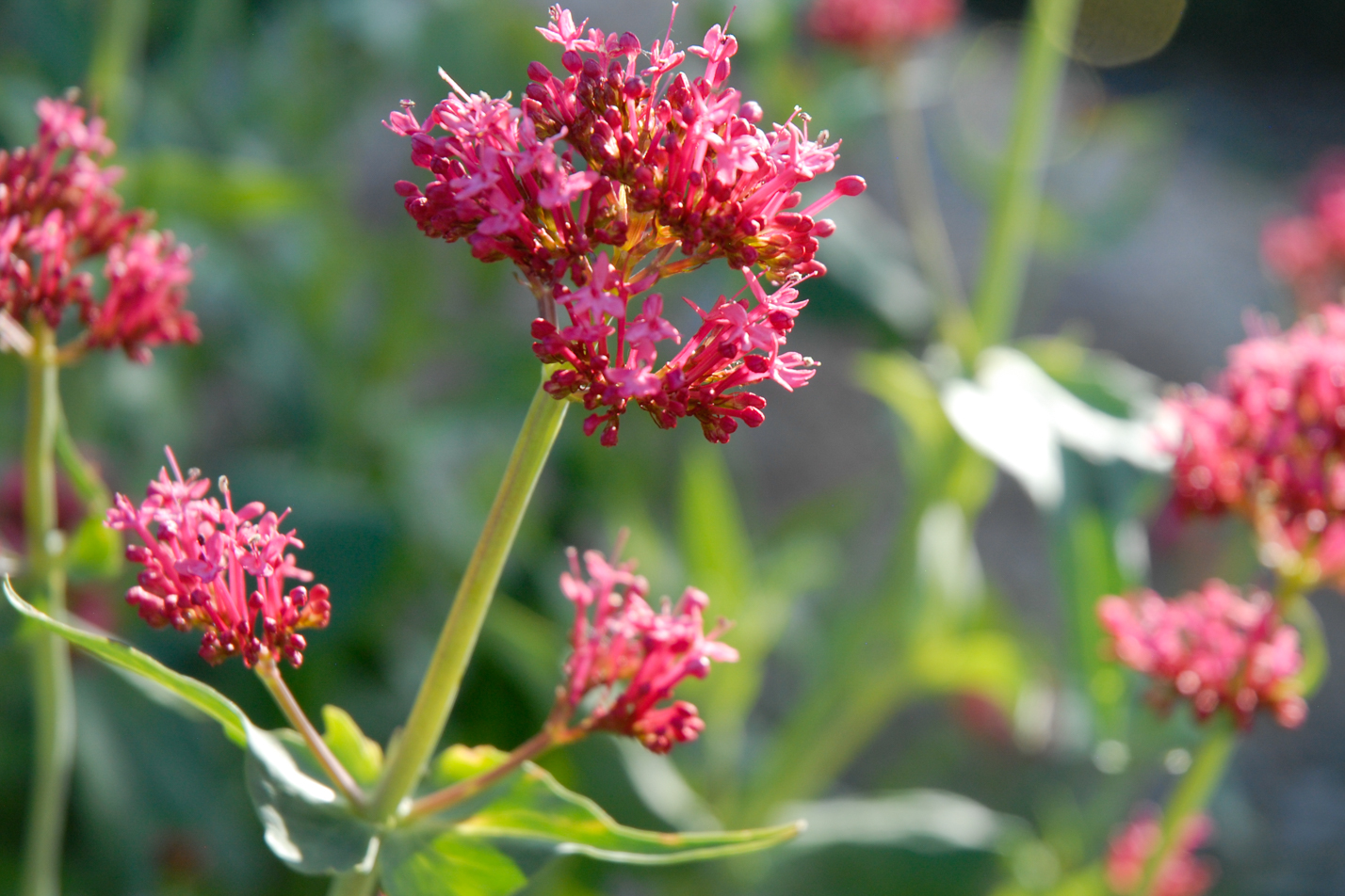 Red Valerian